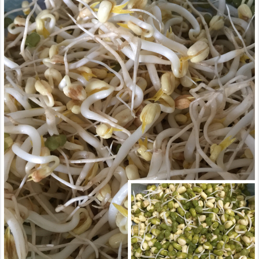 自制绿豆芽