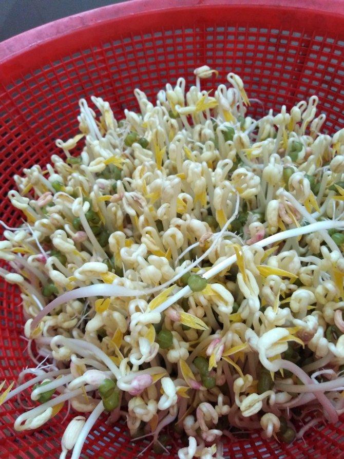 自发绿豆芽/自生豆芽/自制豆芽