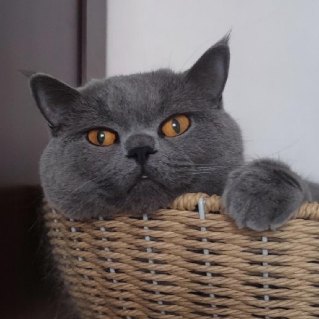 wrackspurtt