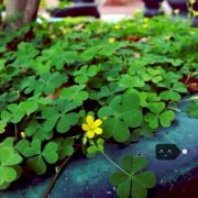 夜空中最闪亮的星008