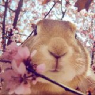 Chincy梦想不会只是7