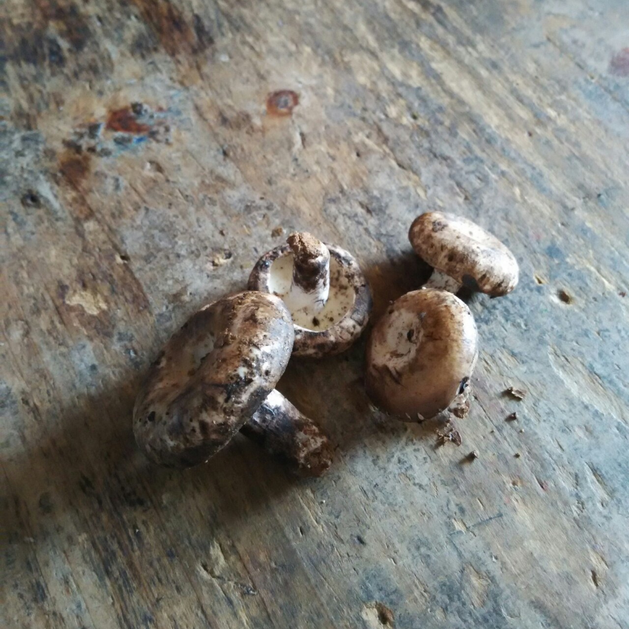 分享作品 午餐2015年8月9日 #午餐2015年8月9日#炭菇丨今天赶圩