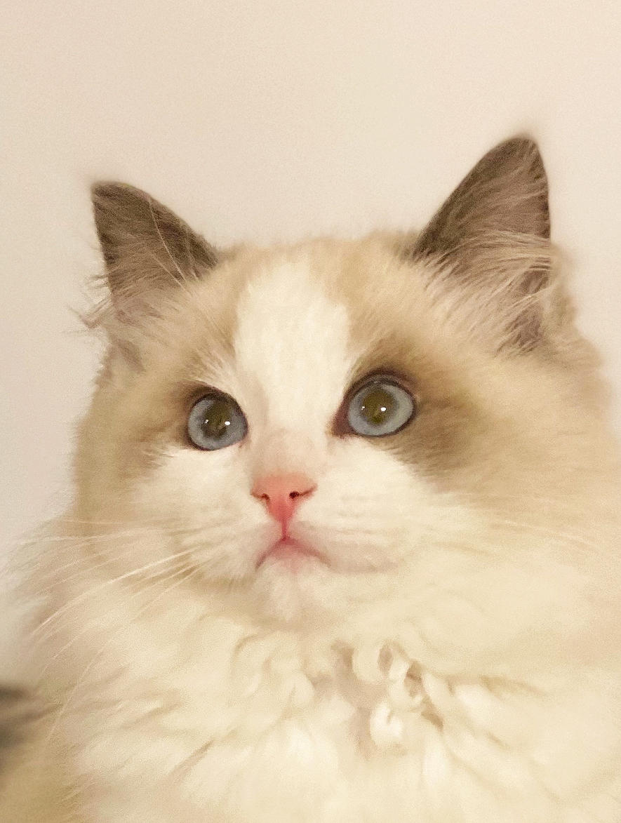 小铁君