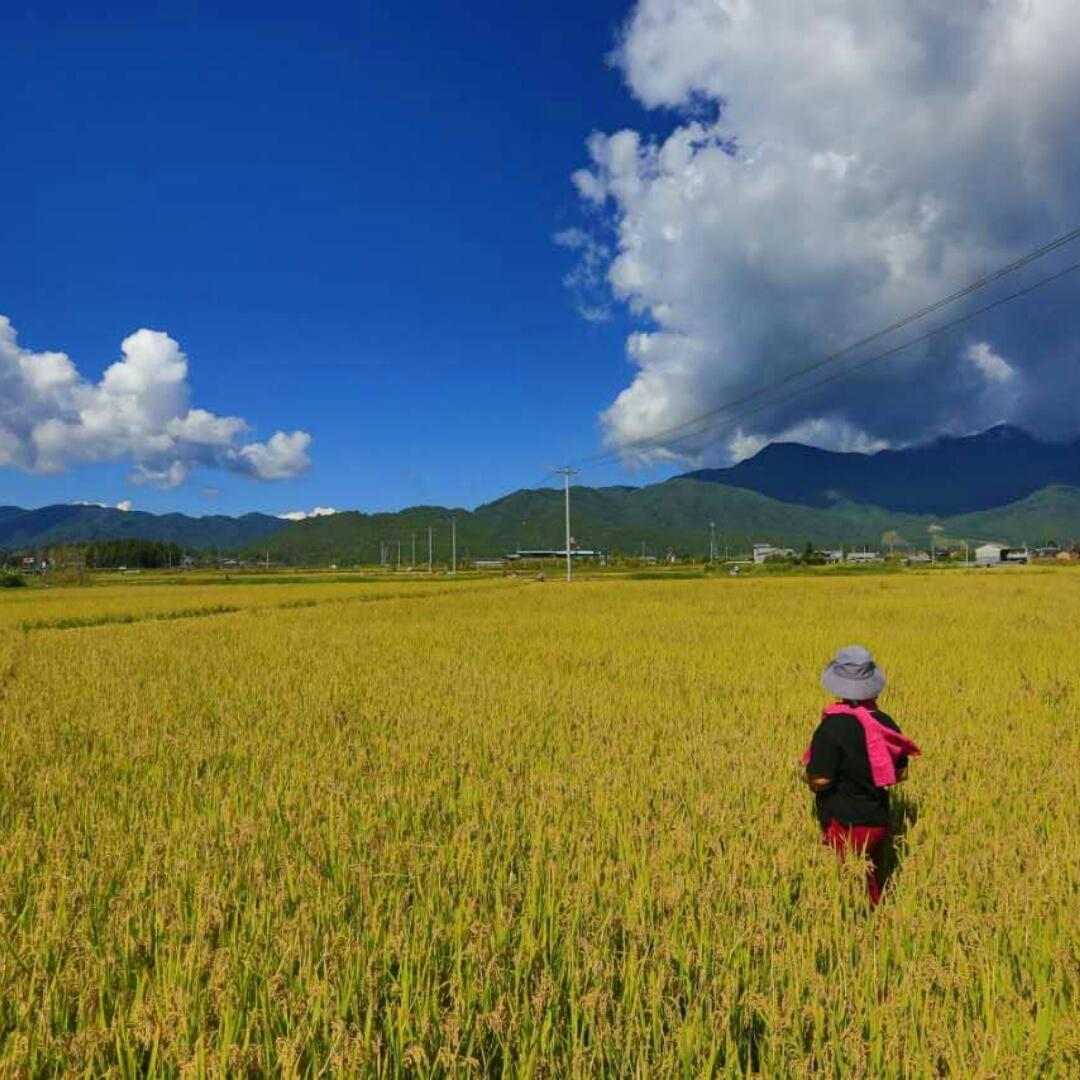 莺声