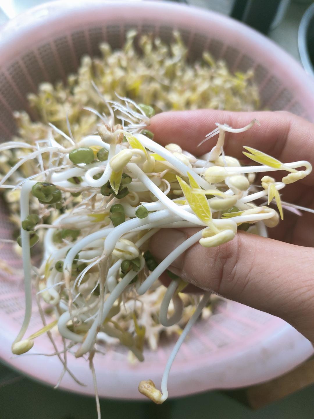 自发绿豆芽/自生豆芽/自制豆芽