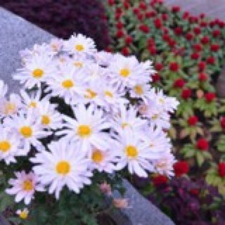 裙摆那个摆_trespassing