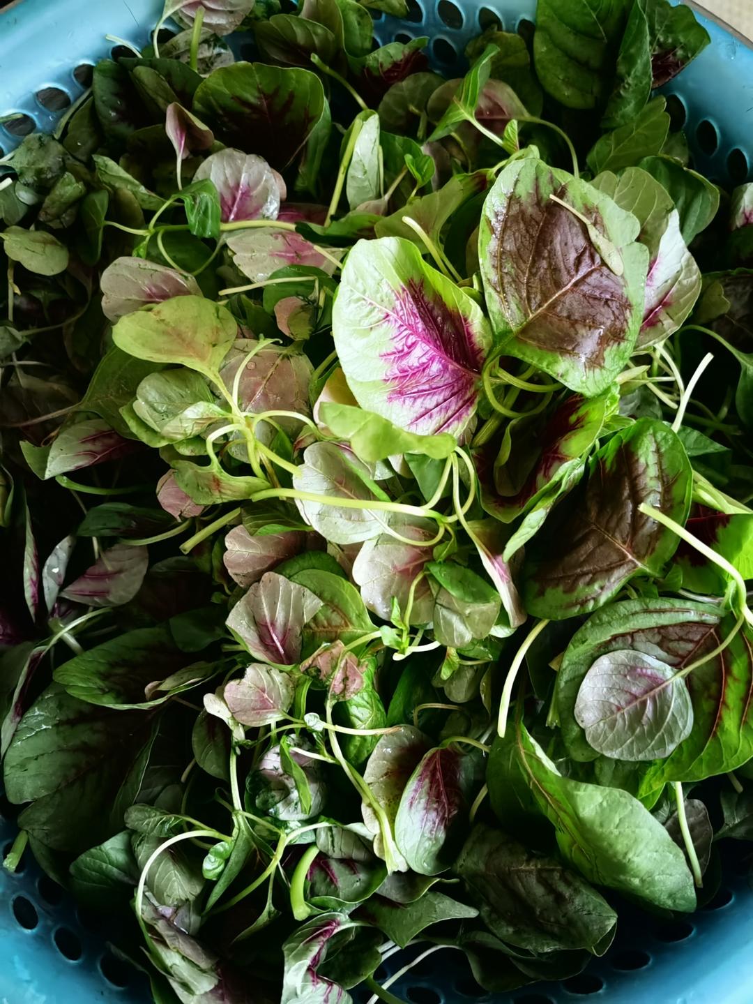 炝炒红苋菜