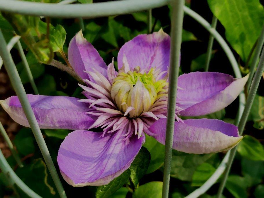 川味宫保鸡丁太费米饭了