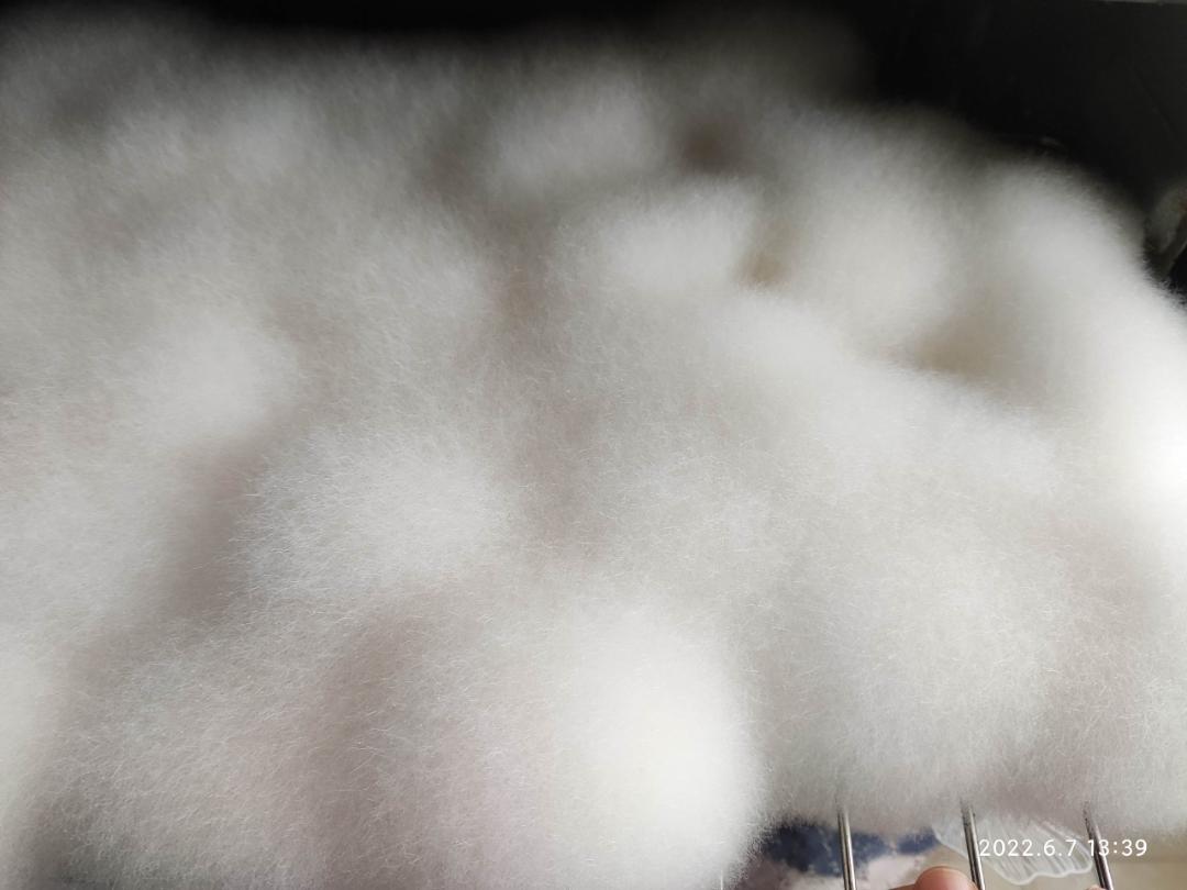 毛豆腐（狐狸一样的毛）