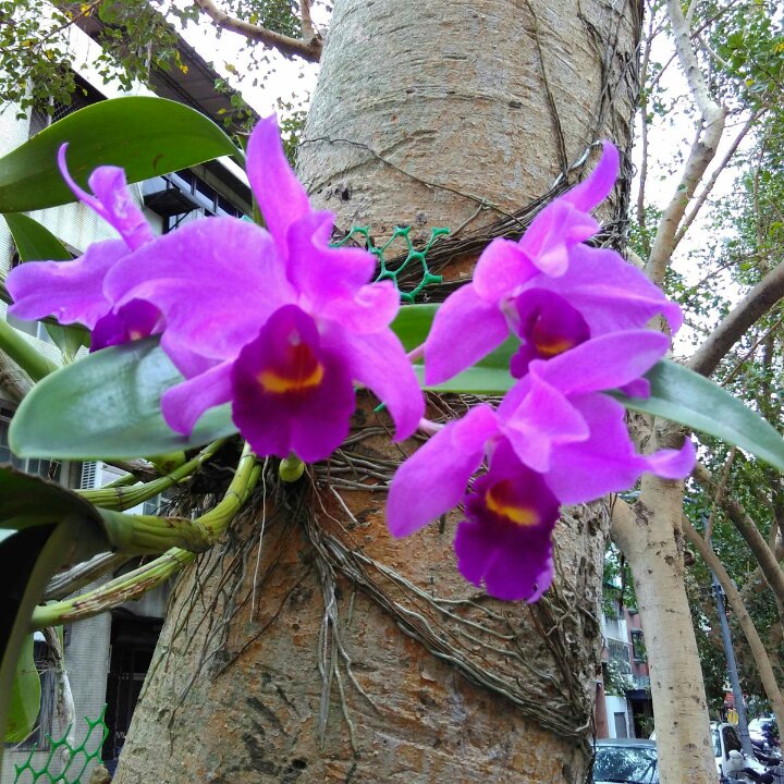 属于下厨房时光花园里最美丽的花儿们