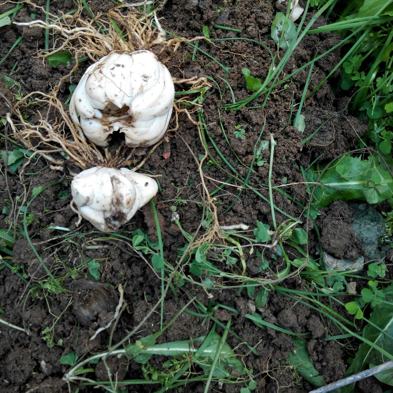 花花草草的世界