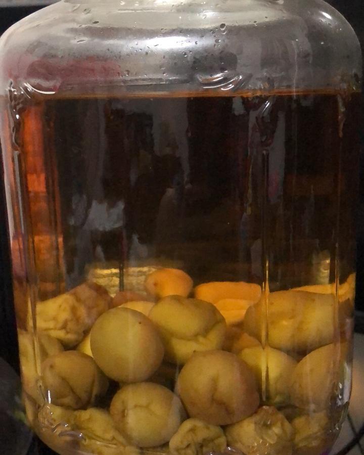 【青梅酒】梅子的沉醉时光（已填坑）