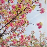 面包螃蟹