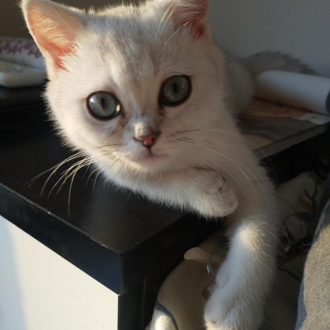 Julianashine