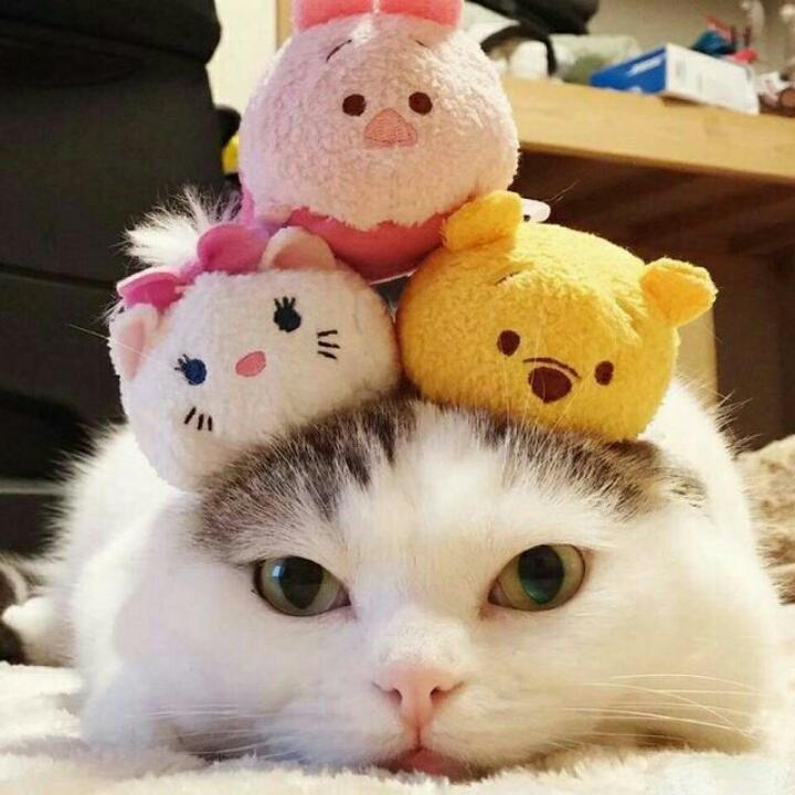 斐同凡响