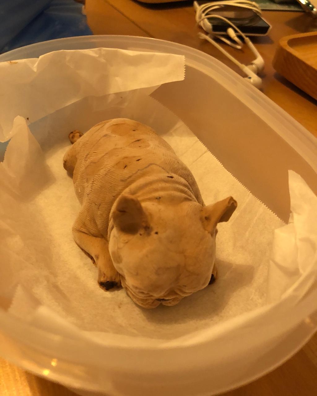 网红慕斯狗（琴姐）