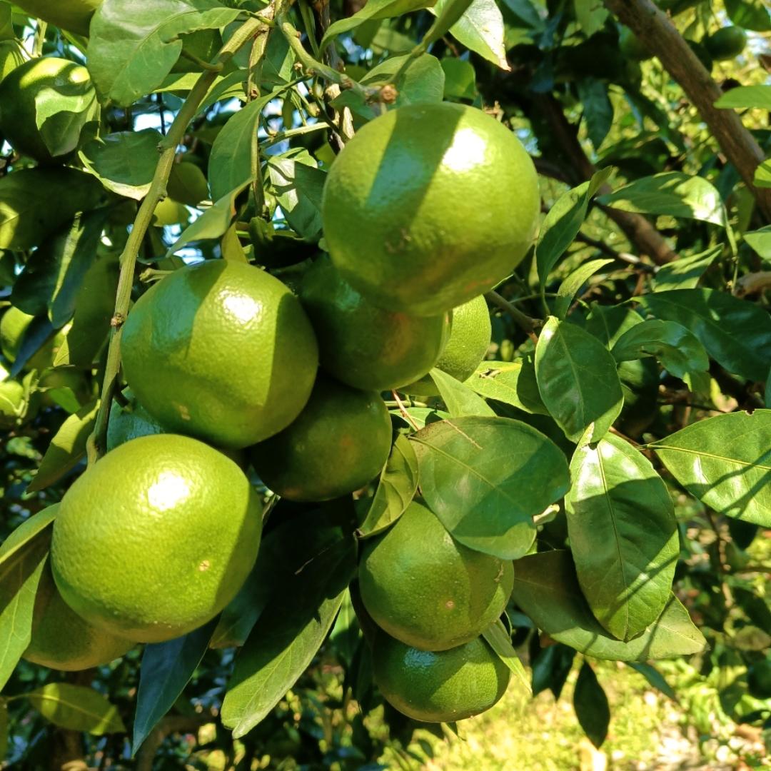 水果奶油