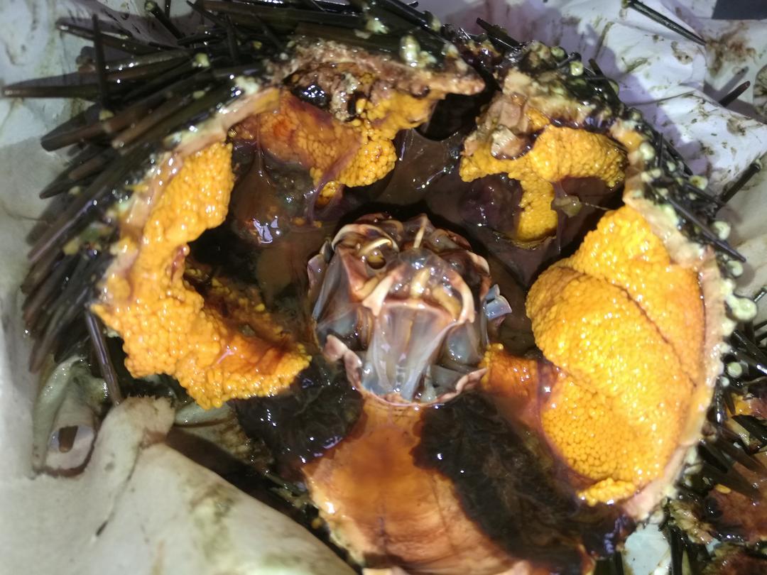 海胆原生态吃法