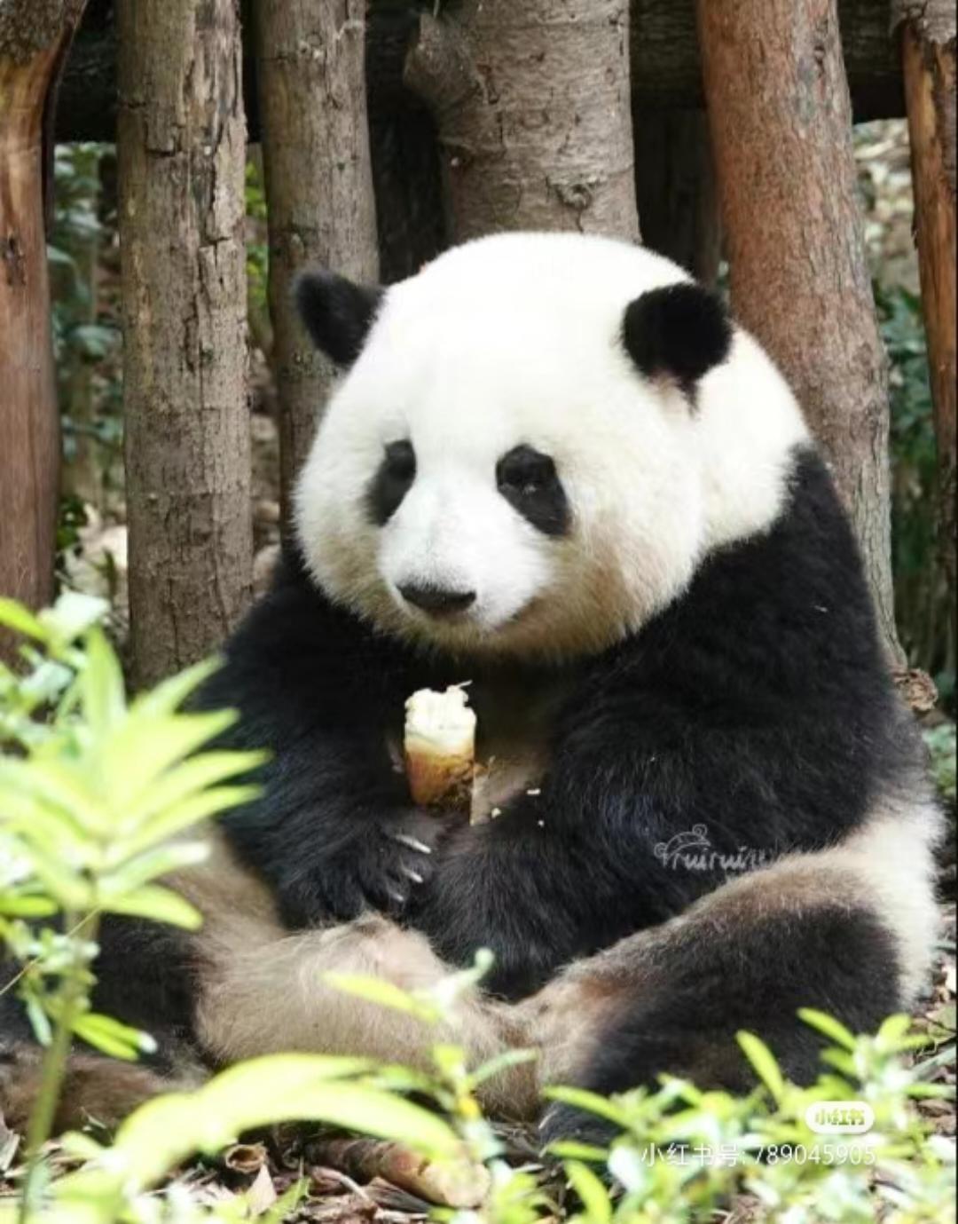 啊哈哈好的v在不