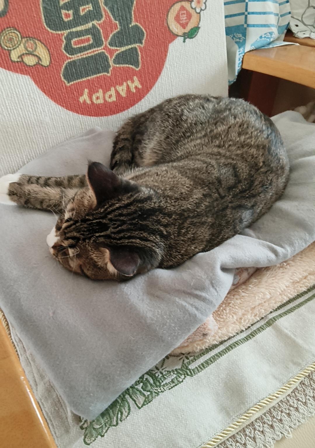 一只可爱的小猫