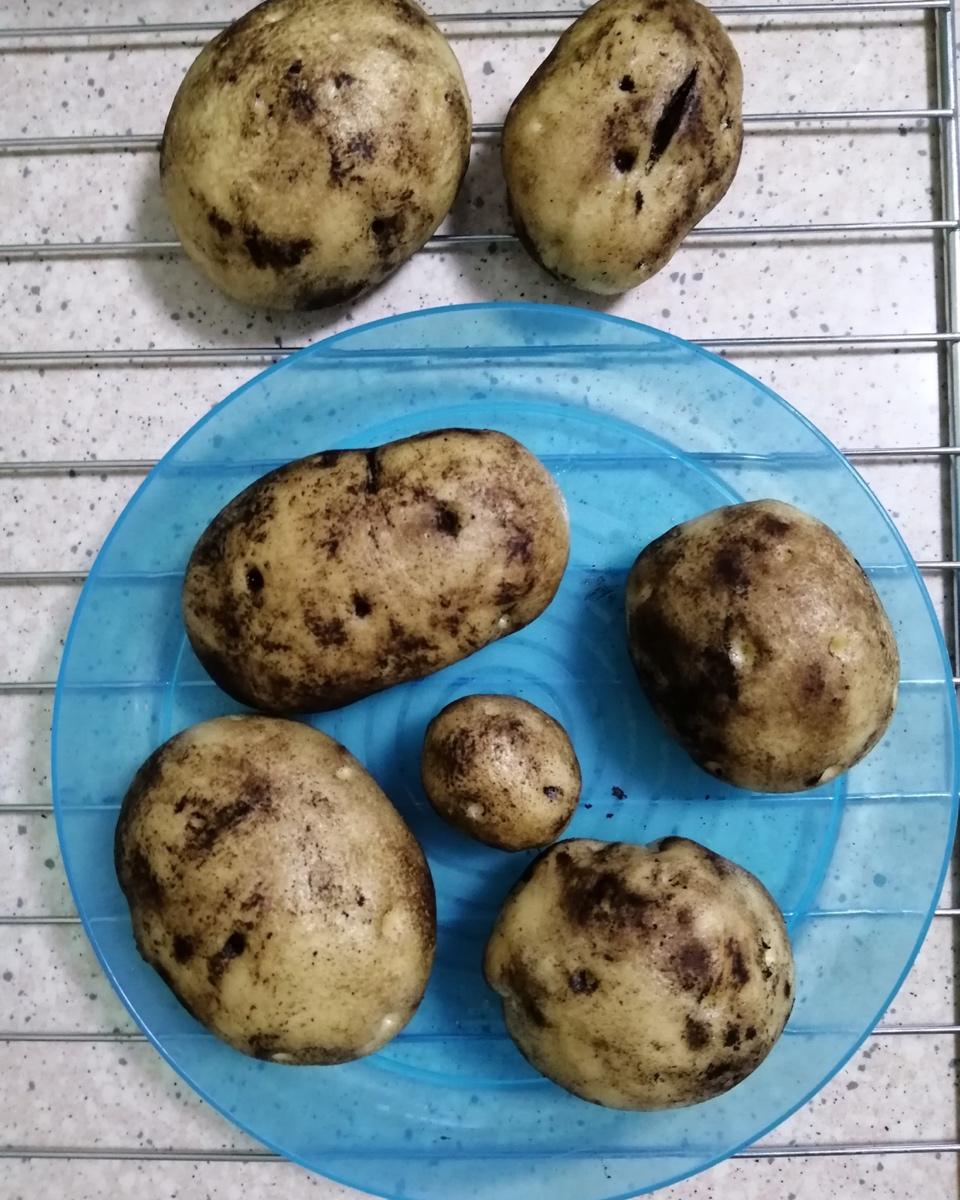 有料的红糖馒头（土豪包）