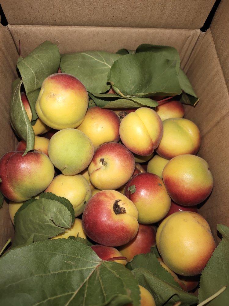 自制无添加的美味杏酱