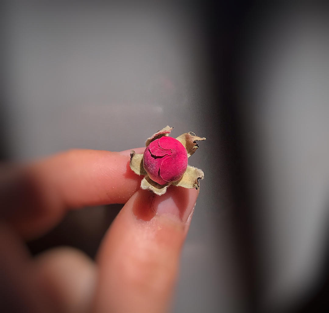 金边玫瑰花粉 | 玫瑰花蜜