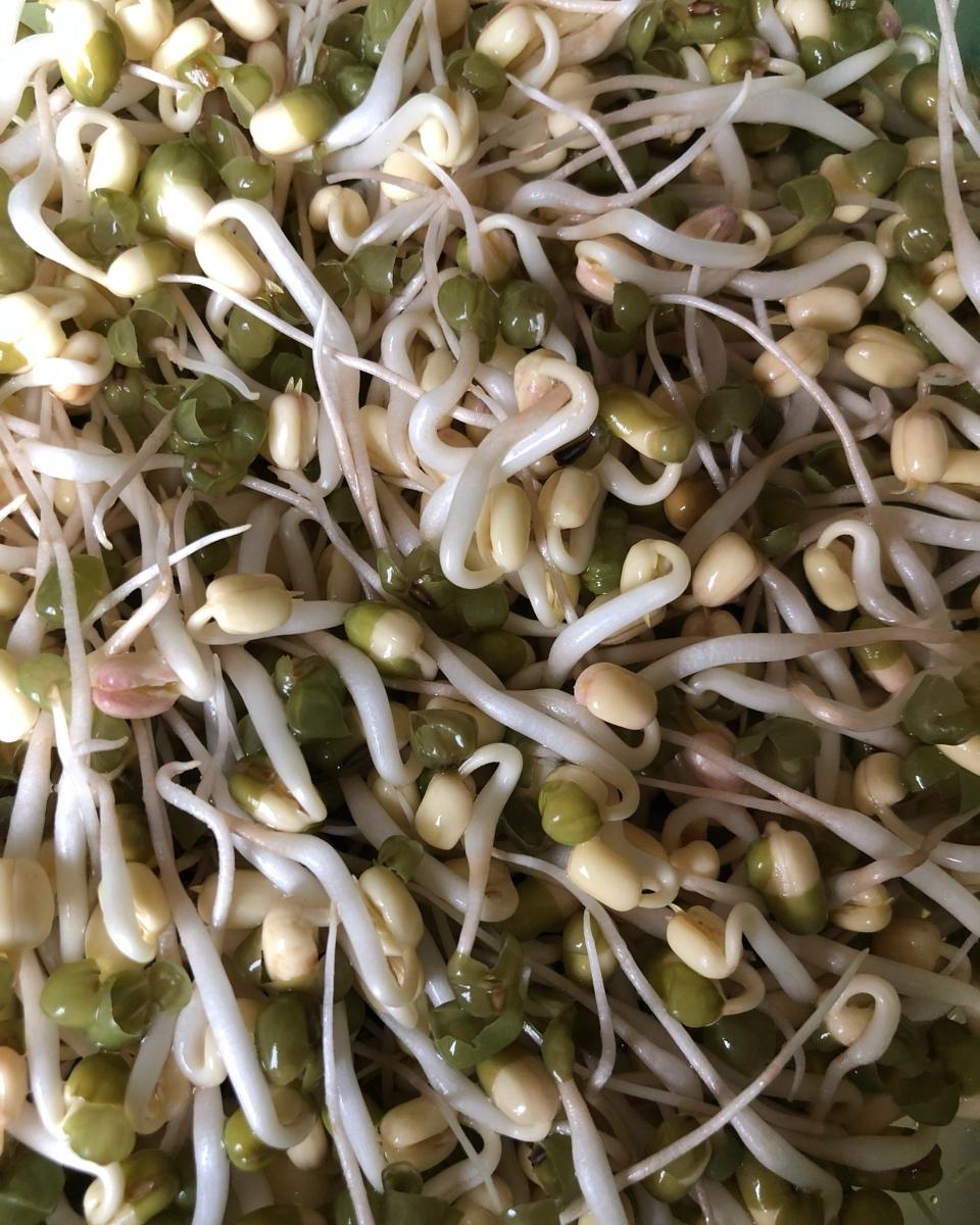 自制豆芽【黄豆芽、绿豆芽、黑豆芽、红豆芽】