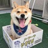 兔渣_