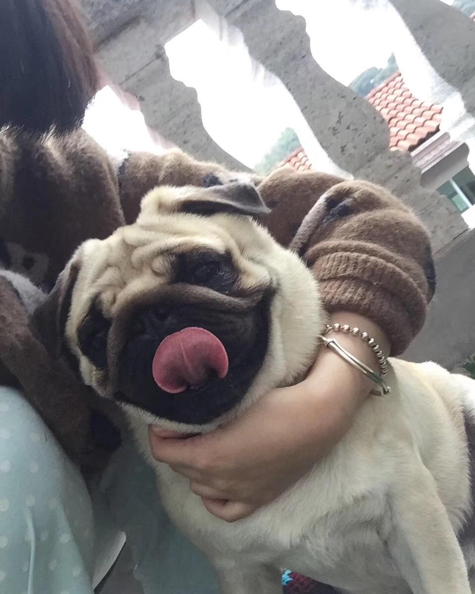 老公吃了赞不绝口的虾仁滑蛋