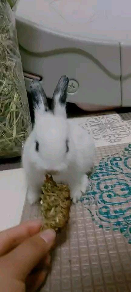 给兔子的零食草饼