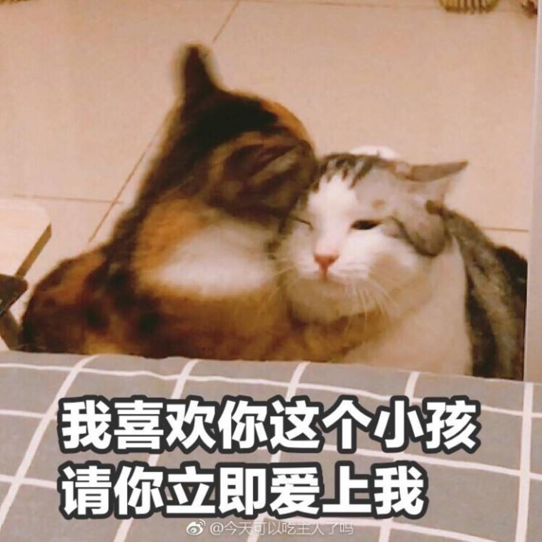 猫在不在