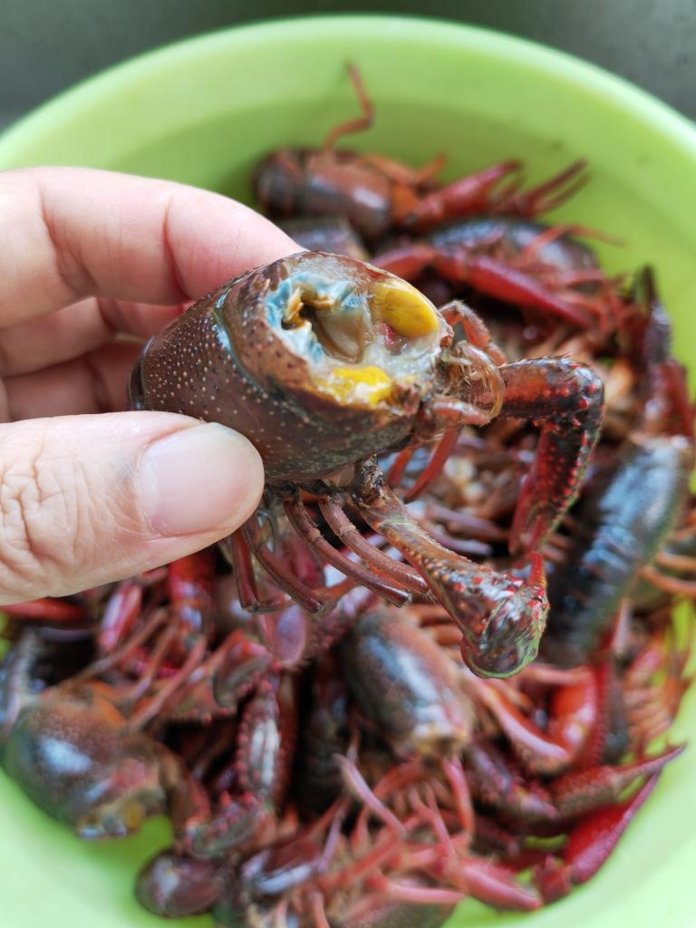 蒜蓉小龙虾