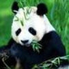 大熊猫-29