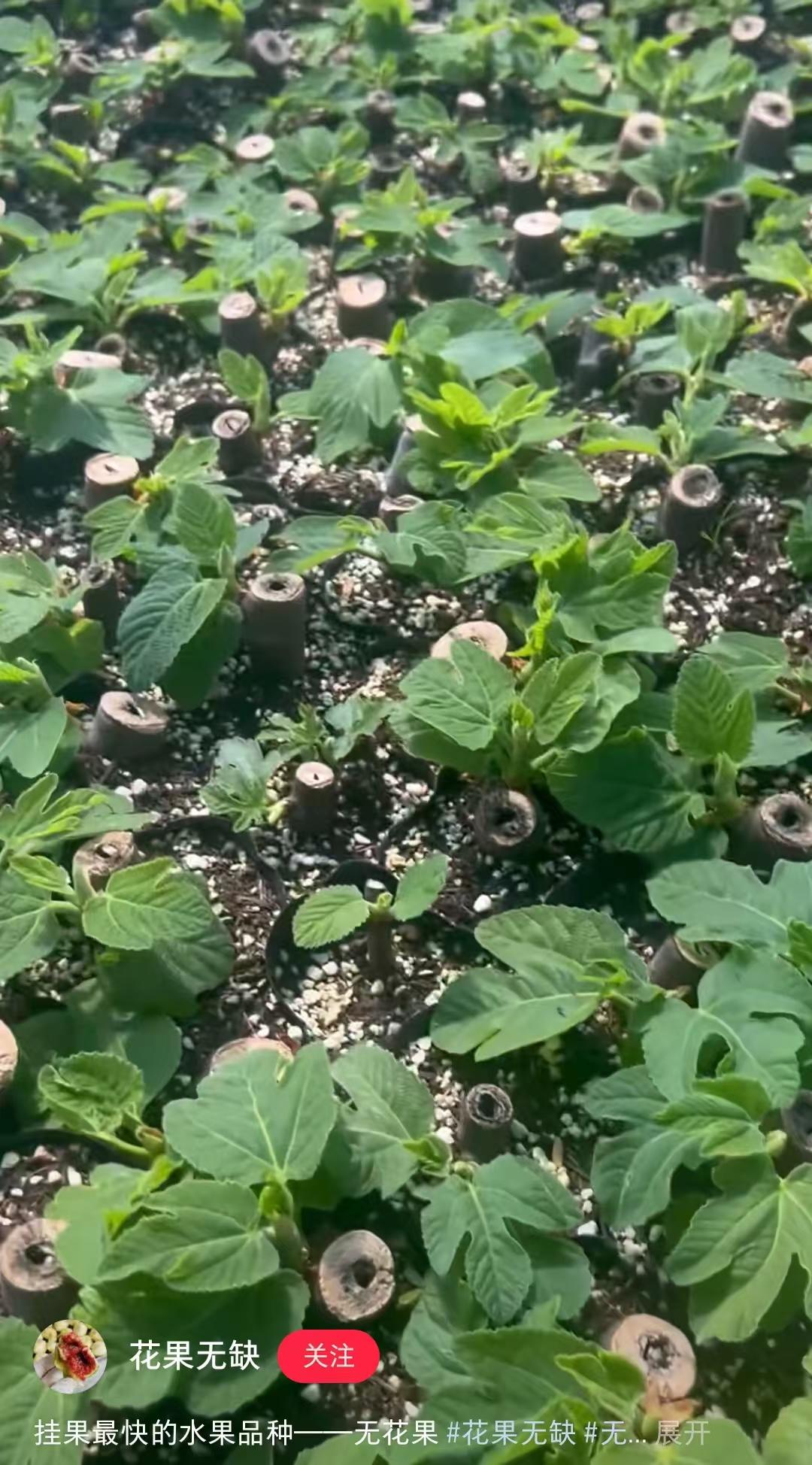 616 无花果根瘤病防治，从配土开始