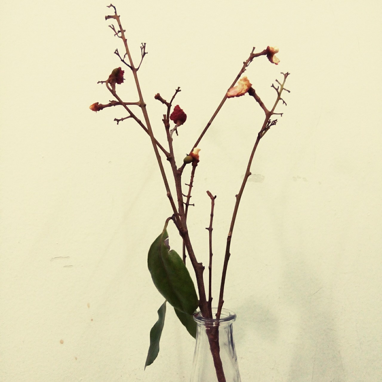 荔枝滚啊滚