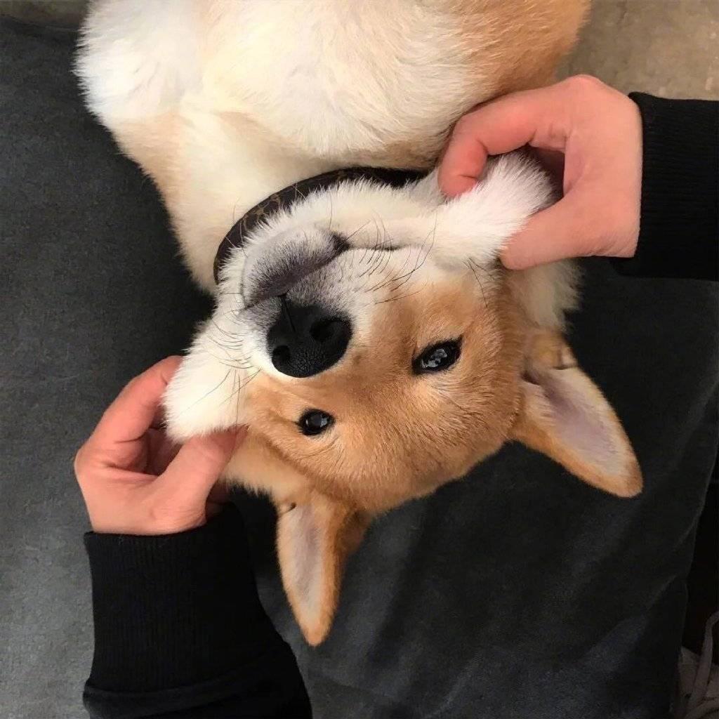 尼尔哥哥