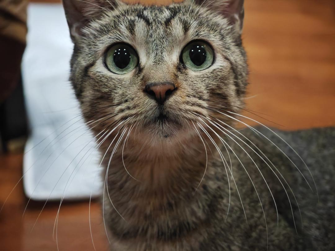 茭白炒肉丝（个人记录）