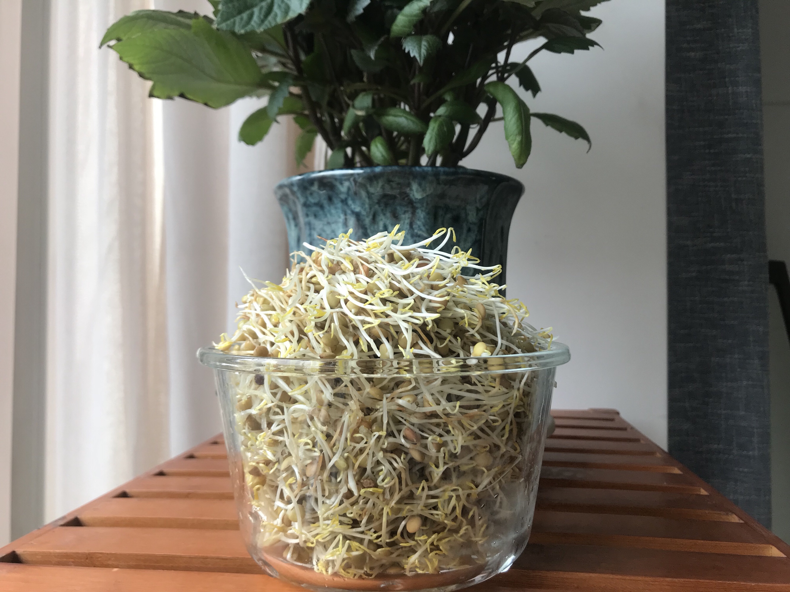 自发豆芽—小扁豆芽的做法