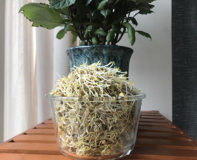 自发豆芽—小扁豆芽的做法