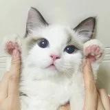 明小丛