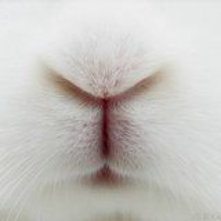 兔兔兔子