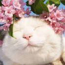 Bunny_jq34