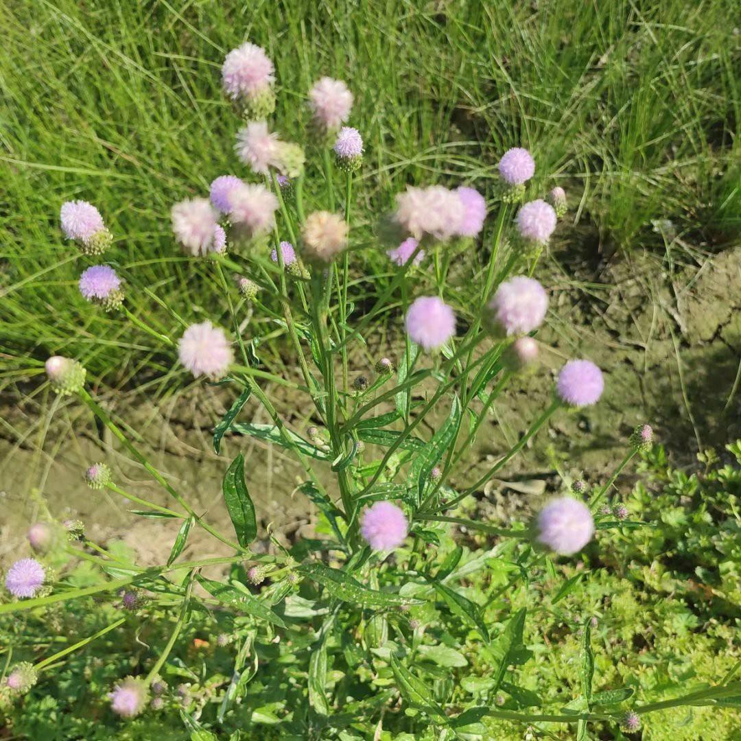 做自己的向日葵