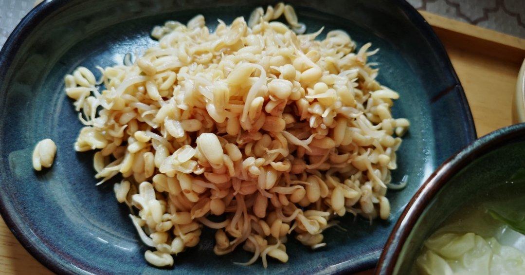 自己发豆芽【果汁盒/大牛奶盒】