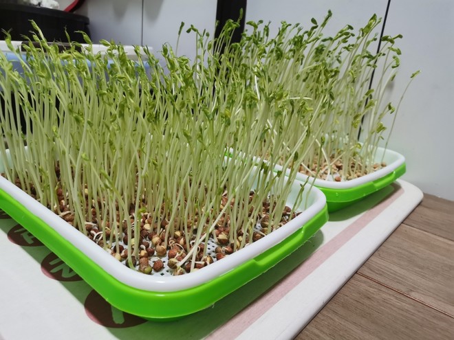 豌豆苗种植记录的做法步骤图 怎么做好吃 流浪家和风筝 下厨房 豌豆苗种植记录的做法步骤图 怎么做好吃 流浪家和风筝 下厨房