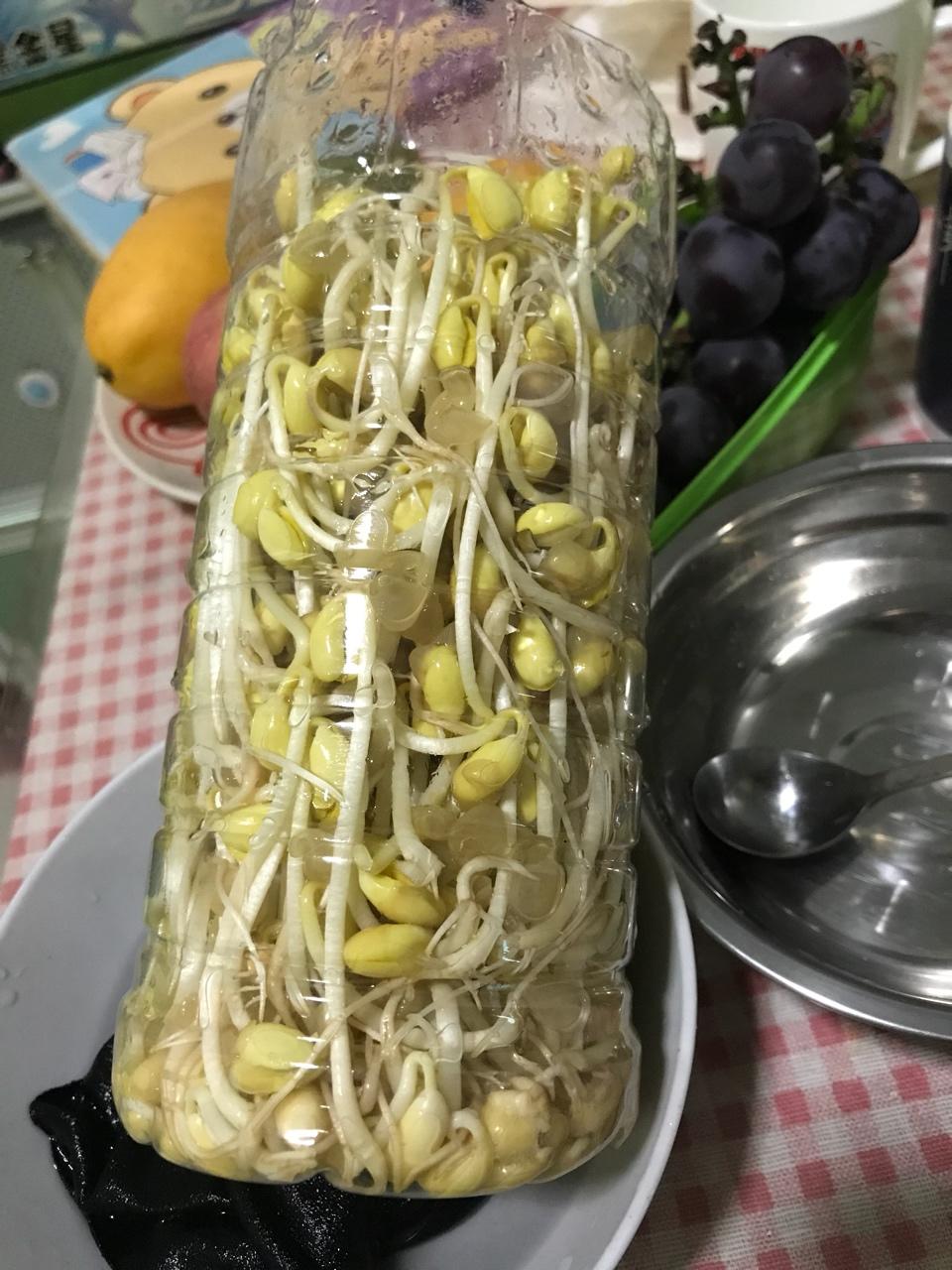 自发豆芽（可乐瓶发豆芽0失败！）