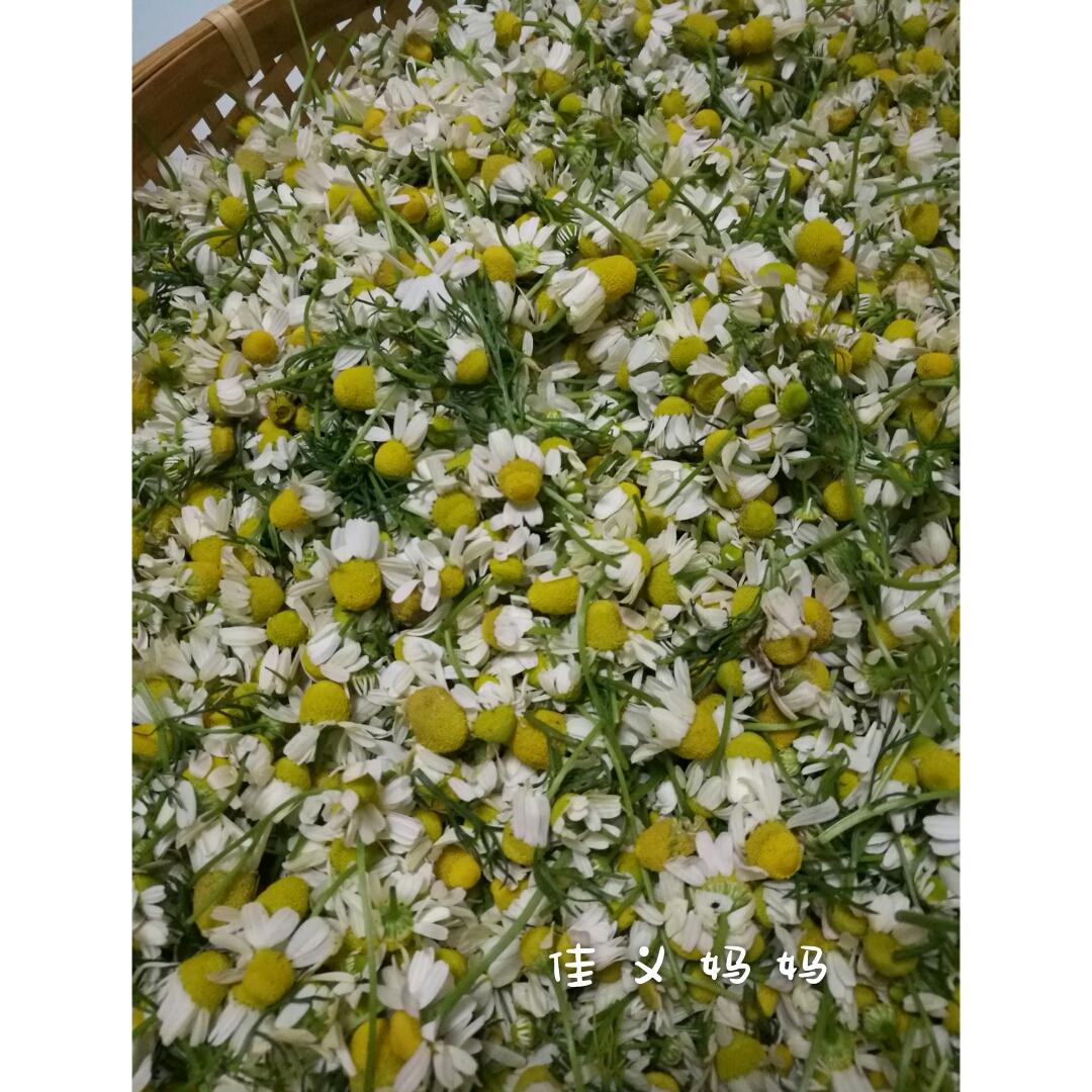 德国洋甘菊纯露