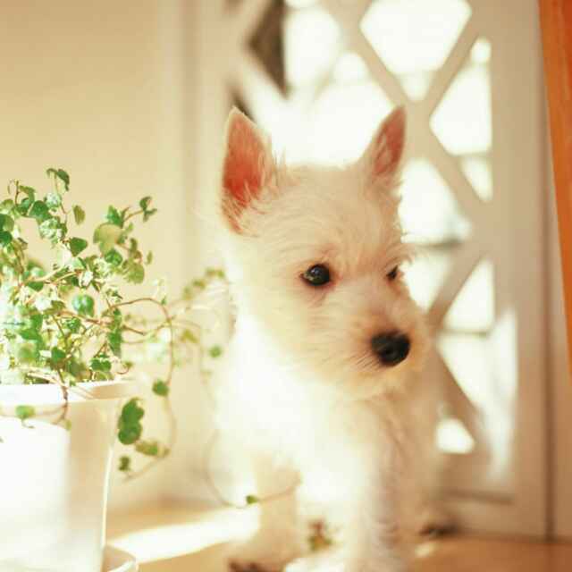 迪迷