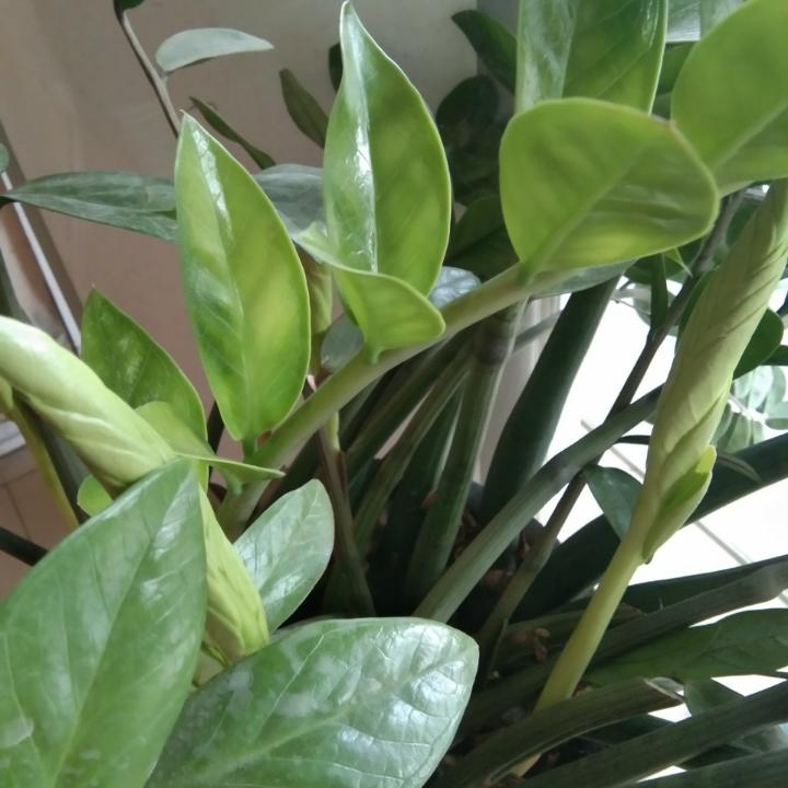 小仙女易菲